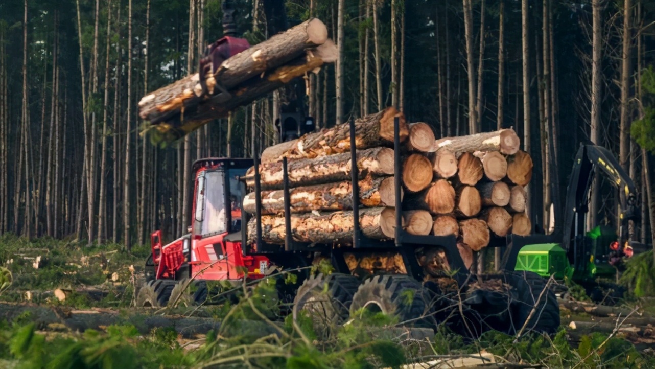 kb体育木材控制政策已成中国木材市场制约