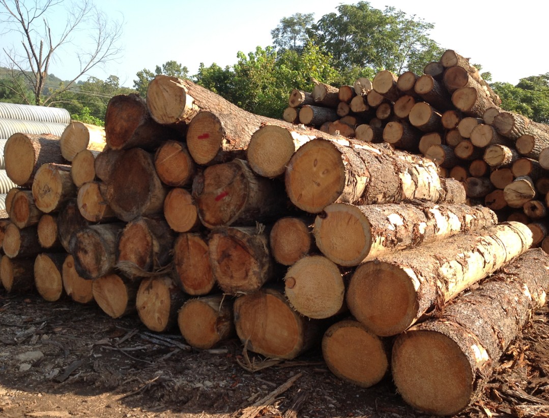 kb体育全球木材市场步入转型：更关注高价值木材产品